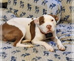 Small American Pit Bull Terrier Mix