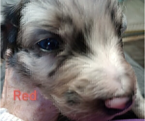 Medium Photo #27 Australian Shepherd Puppy For Sale in SYLVA, NC, USA