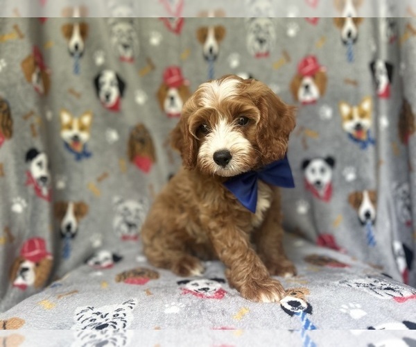 Medium Photo #5 Cavapoo Puppy For Sale in LAKELAND, FL, USA