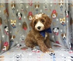 Small #4 Cavapoo