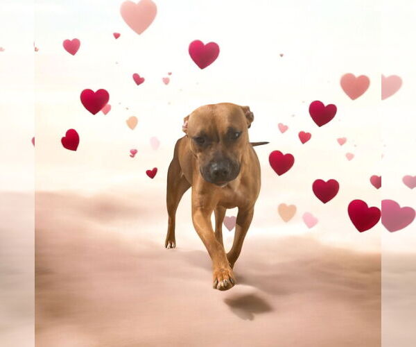 Medium Photo #1 American Staffordshire Terrier-Boxer Mix Puppy For Sale in Lexington, SC, USA