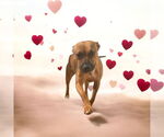 Small American Staffordshire Terrier-Boxer Mix