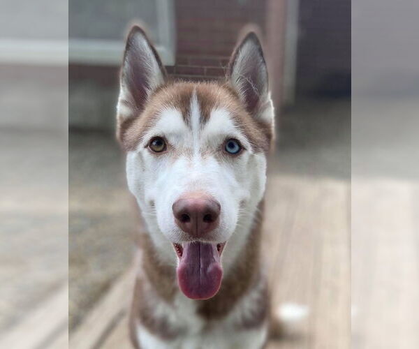 Medium Photo #3 Siberian Husky Puppy For Sale in Matawan, NJ, USA