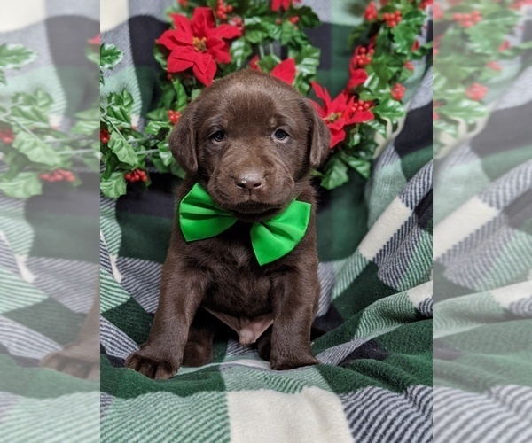 Medium Photo #1 Labrador Retriever Puppy For Sale in GLEN ROCK, PA, USA