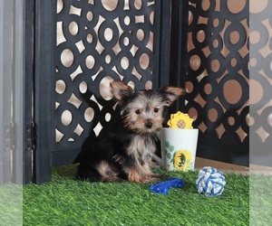 Yorkshire Terrier Puppy for sale in MOUNT VERNON, OH, USA
