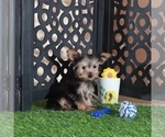 Small Yorkshire Terrier