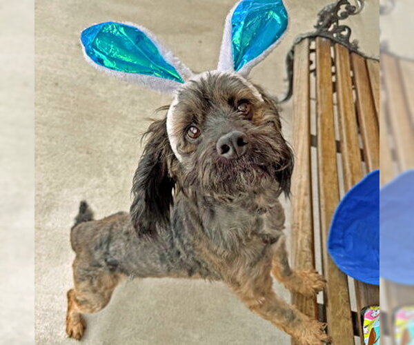 Medium Photo #4 Cocker Spaniel-Unknown Mix Puppy For Sale in Arlington, VA, USA