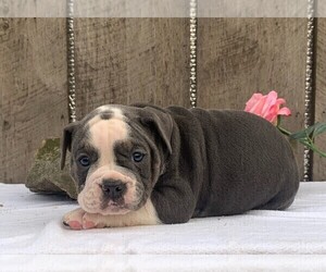 Olde English Bulldogge Puppy for sale in FREDERICKSBURG, OH, USA