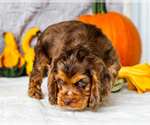 Small Photo #6 Cocker Spaniel Puppy For Sale in WAKARUSA, IN, USA
