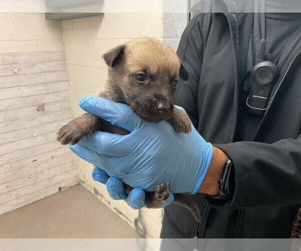 Medium Photo #1 Mutt Puppy For Sale in San Bernardino, CA, USA