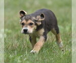 Small #1 Retriever  Mix