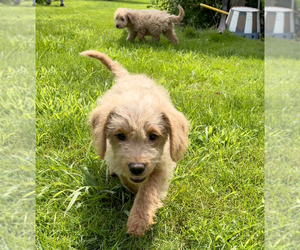 Double Doodle Puppy for sale in IRWIN, PA, USA