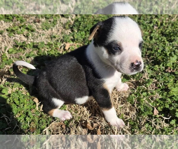 Medium Photo #8 Australian Shepherd-Unknown Mix Puppy For Sale in OKLAHOMA CITY, OK, USA