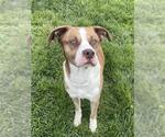 Small #1 Catahoula Leopard Dog-Staffordshire Bull Terrier Mix