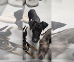 Small #1 Doberman Pinscher
