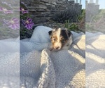 Puppy 12 Australian Shepherd