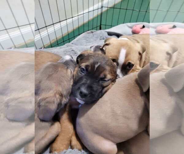 Medium Photo #4 Mutt Puppy For Sale in Sequim, WA, USA