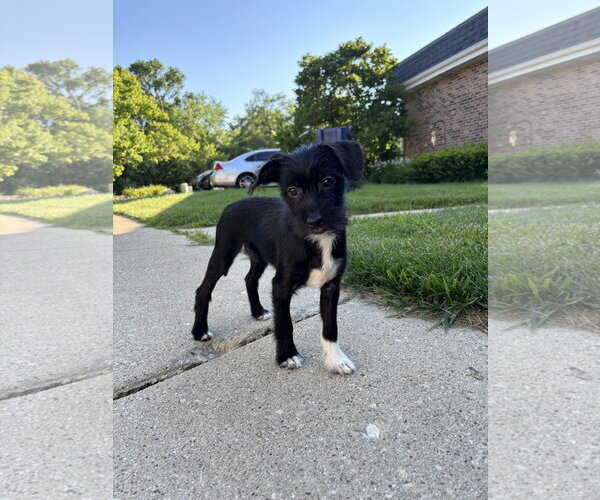 Medium Photo #1 Mutt Puppy For Sale in Wheaton, IL, USA