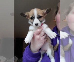 Pembroke Welsh Corgi Puppy for sale in URBANA, IL, USA