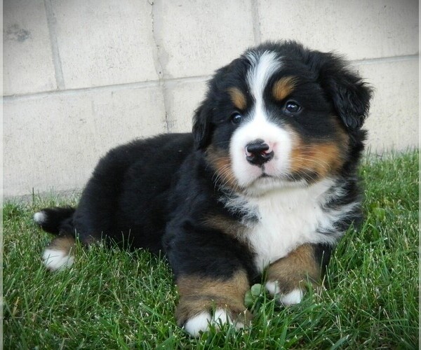 Medium Photo #3 Bernese Mountain Dog Puppy For Sale in CLARE, MI, USA