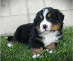 Small #2 Bernese Mountain Dog