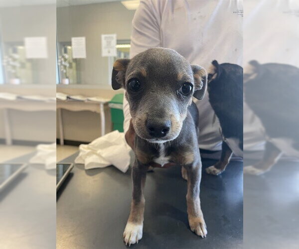 Medium Photo #1 Chihuahua-Unknown Mix Puppy For Sale in Plano, TX, USA