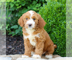 Goldendoodle (Miniature) Puppy for sale in LITITZ, PA, USA