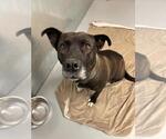 Small #1 American Pit Bull Terrier Mix