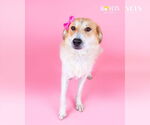 Small #1 Australian Shepherd Mix