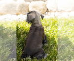 Small Photo #16 Schnauzer (Miniature) Puppy For Sale in MILLERSBURG, IN, USA
