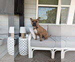 Small Photo #10 American Staffordshire Terrier-Boxer Mix Puppy For Sale in Holly Springs, NC, USA
