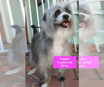 Small Bearded Collie Mix