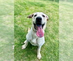 Small Labrador Retriever Mix