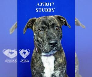 STUBBY - Male Mutt Dog for Adoption - Photo #2