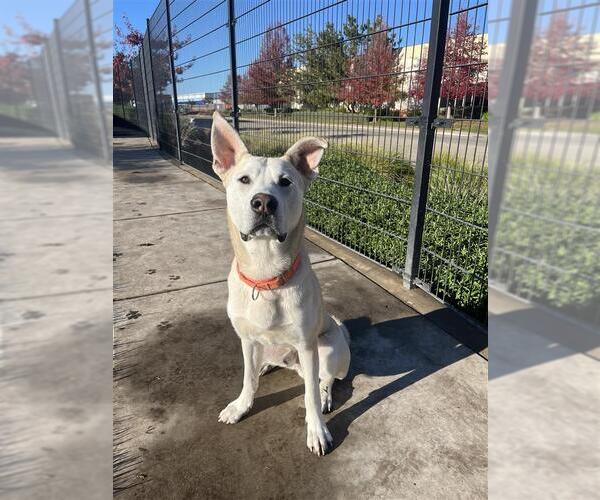 Medium Photo #3 Labsky Puppy For Sale in Elk Grove, CA, USA