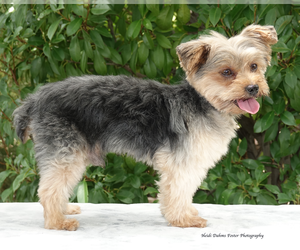 Father of the Yorkshire Terrier puppies born on 02/14/2023