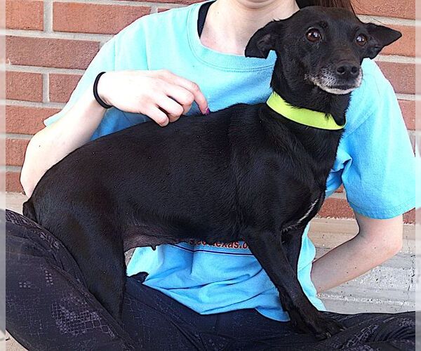 Medium Photo #4 Chihuahua Puppy For Sale in Carrollton, TX, USA