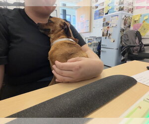 Jimothy - Male Chihuahua-Unknown Mix Dog for Adoption - Photo #9