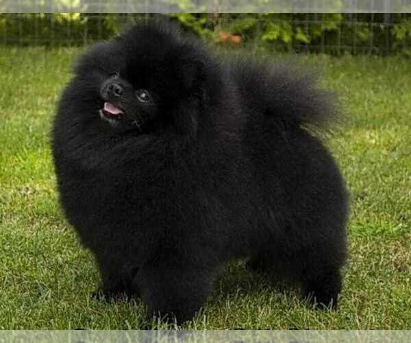 Medium Photo #1 Pomeranian Puppy For Sale in SUNNY ISL BCH, FL, USA