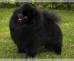 Small Photo #1 Pomeranian Puppy For Sale in SUNNY ISL BCH, FL, USA