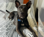 Small #16 Collie Mix