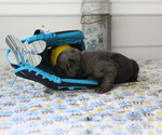 Small Photo #12 French Bulldog Puppy For Sale in SEARS, MI, USA