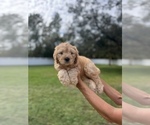 Puppy 5 Goldendoodle