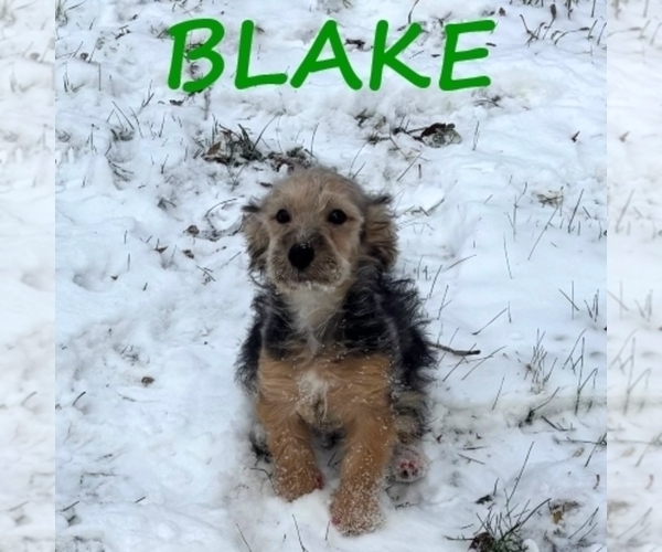 Medium Photo #3 YorkiePoo Puppy For Sale in HARTLAND, MN, USA