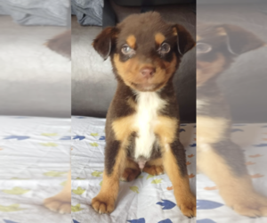 Miniature Pinscher Puppy for sale in SAN DIEGO, CA, USA