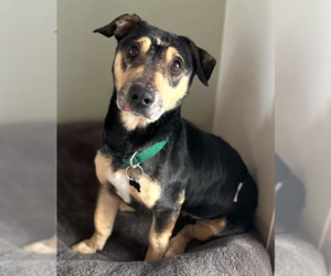 Chihuahua-Unknown Mix Dogs for adoption in Cranston, RI, USA