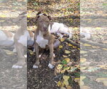 Small Photo #2 American Pit Bull Terrier Puppy For Sale in Southbury, CT, USA