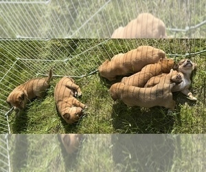 Beagle-Shiba Inu Mix Litter for sale in TWO RIVERS, WI, USA