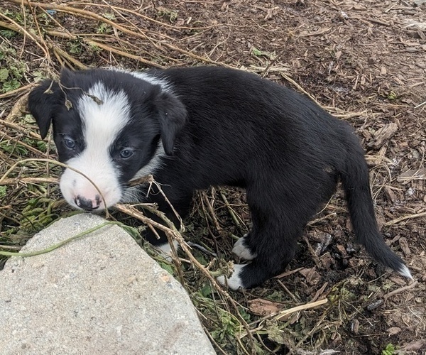Medium Photo #12 Border Collie Puppy For Sale in HARRISON, ID, USA