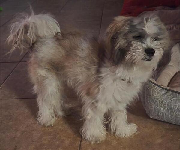 Medium Photo #3 Maltese-Unknown Mix Puppy For Sale in San Antonio, TX, USA